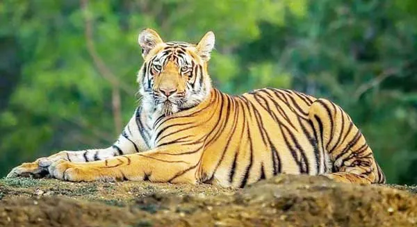 বাঘ বাঁচলেই বাঁচবে সুন্দরবন