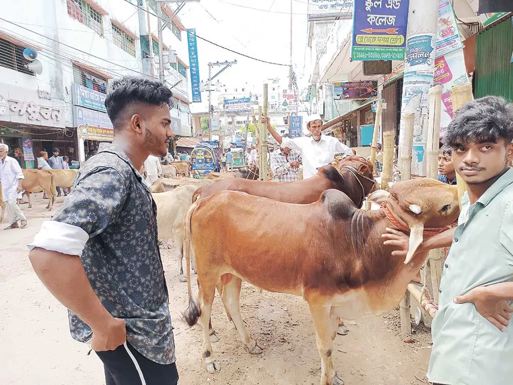 ফটিকছড়িতে চাহিদার চেয়ে বেশি কুরবানি পশু প্রস্তুত