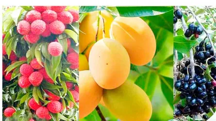 গ্রীষ্মের সুস্বাদু ফল