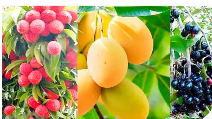 গ্রীষ্মের সুস্বাদু ফল