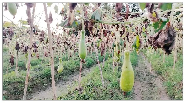 অংশীদার না করায় দরিদ্র কৃষকের ৪শ’ লাউয়ের গাছ কেটে দিয়েছে দুর্বৃত্ত