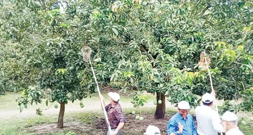 সাতক্ষীরায় আম সংগ্রহ শুরু