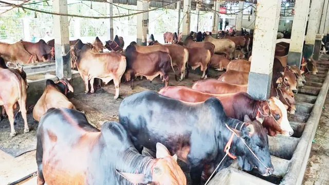 মুরাদনগরে কুরবানির জন্য প্রস্তুত২২ হাজার গবাদিপশু