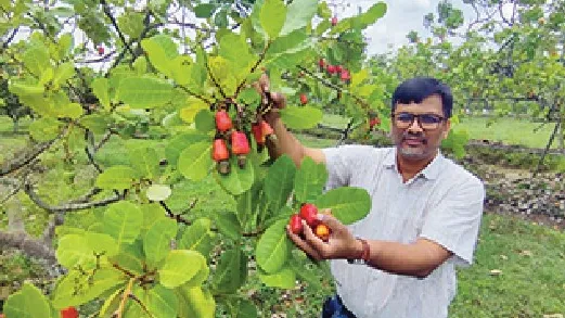 পাহাড়ি কৃষি গবেষণা কেন্দ্রে কাজুবাদাম চাষে নতুন দিগন্তের উন্মোচন