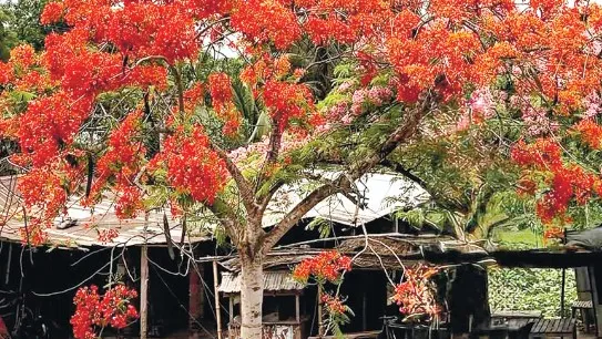 লক্ষণদিয়ার কৃষ্ণচূড়া গ্রাম