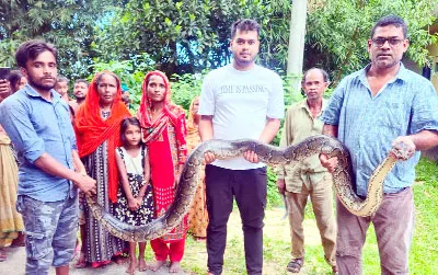 শ্রীমঙ্গলে বিশালাকৃতির অজগর সাপ উদ্ধার পরে বন্যপ্রাণী বিভাগে হস্তান্তর