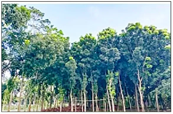 কুমারখালীর ফসলের জমিতে স্থায়ী বাগান বাড়ছে