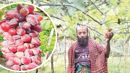বাইকুনুর জাতের আঙুর চাষে সফল হওয়ার স্বপ্ন রূপসার জাহাঙ্গীরের