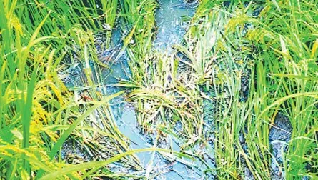 মুরগির বিষ্ঠা দিয়ে তৈরি সারে ফসলের ক্ষতি