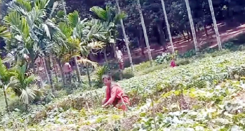বাঁশখালীতে পূর্ব শত্রুতার জের ধরে কাঁকরল ক্ষেত কেটে দেয়ার অভিযোগ