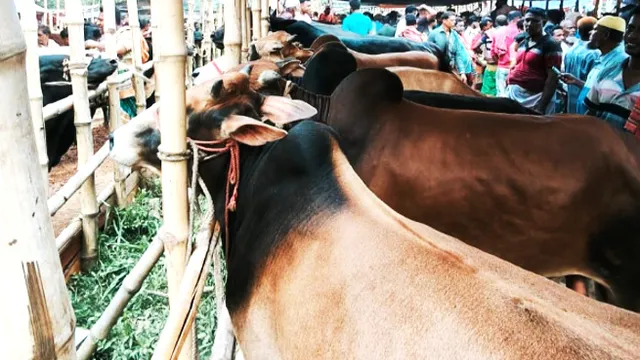 কুমারখালীতে জমে উঠেছে কোরবানীর হাট