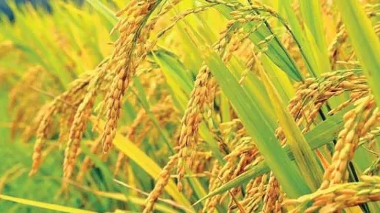 চান্দিনায় বোরোর বাম্পার ফলন কৃষকের মুখে হাসি
