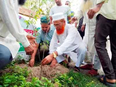 জামায়াতের বৃক্ষরোপণ