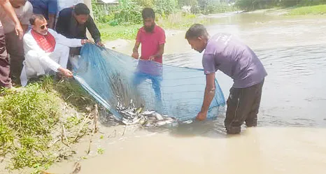 কুষ্টিয়ার বিভিন্ন হাওড় ও বিলে মাছের পোনা অবমুক্ত