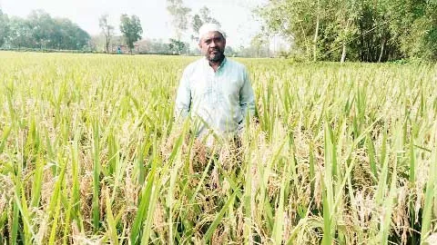 সৈয়দপুরে শীষ পচা রোগের কবলে দুইশ’ একর জমির ধান