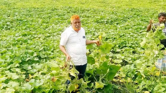 বীজ বপন করে প্রতারিত!