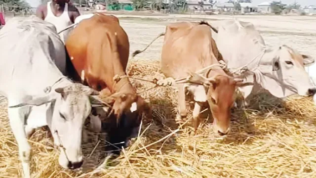 বোরো মৌসুম নিয়ে কৃষকের দুশ্চিন্তা