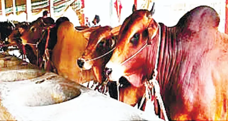 কুমারখালীতে ঈদে বিক্রির জন্য প্রস্তুত ৩০ হাজার কুরবানির পশু