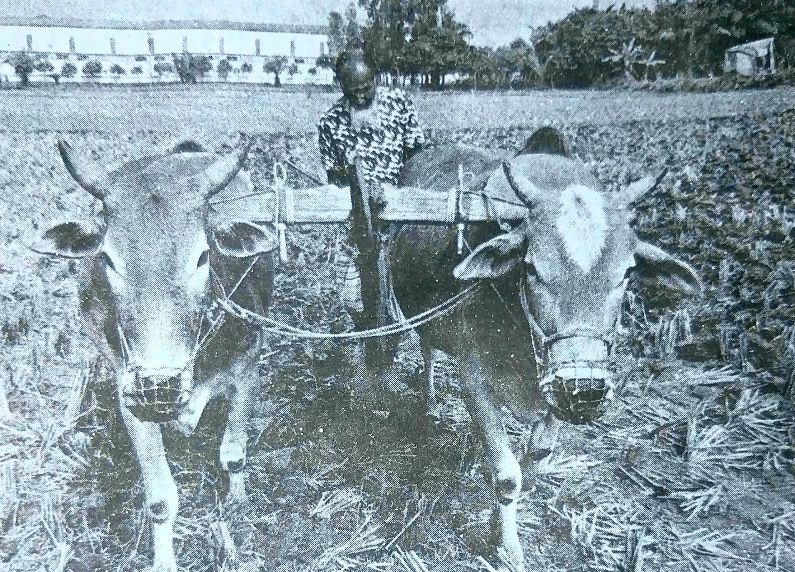সুন্দরগঞ্জে গরুর হাল বিলুপ্তির পথে
