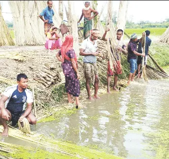 বিরামপুরে পাটের বাম্পার ফলন দাম পেয়ে কৃষকেরা মহাখুশি