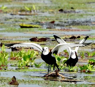 বিলে ঘুরে বেড়াচ্ছে বিরল পাখি জলময়ূর
