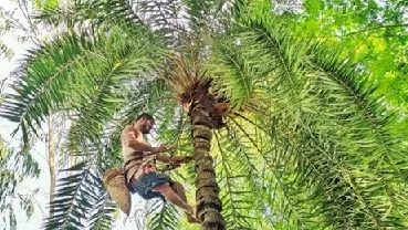 মানিকগঞ্জে খেজুর গাছ প্রস্তুতে ব্যস্ত গাছিরা