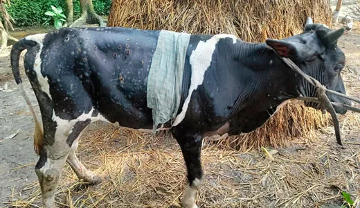 মতলব উত্তরে লাম্পি স্কিন রোগে গরু আক্রান্ত, চাষিদের দুশ্চিন্তা