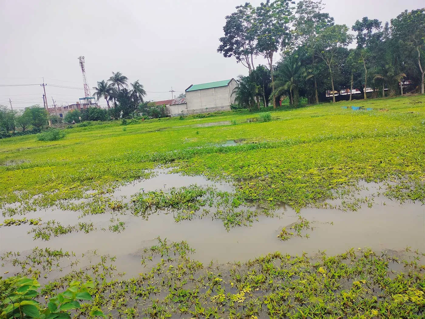 আদমদীঘিতে ৫ শতাধিক বিঘা জমি অনাবাদি থাকার আশংকা