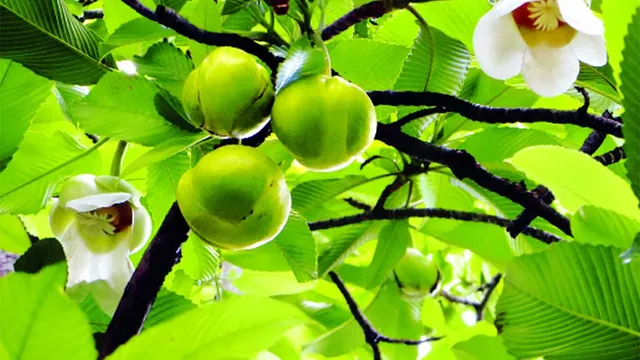 মাধবদীতে বর্ষার আগমনী বার্তা জানান দিচ্ছে চালতা ফুল