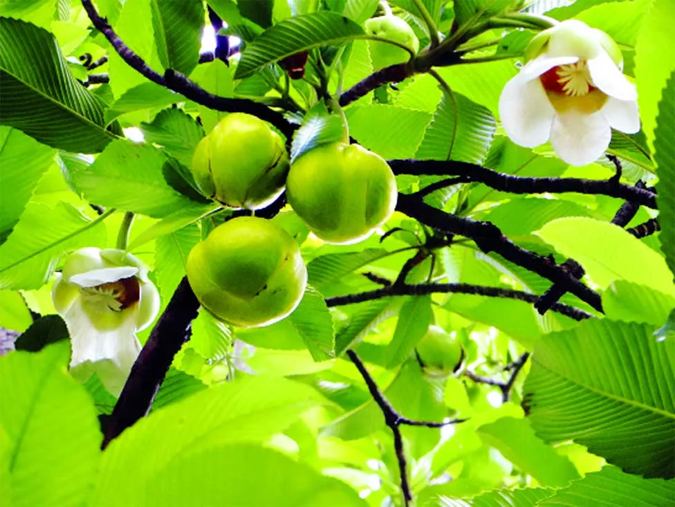 মাধবদীতে বর্ষার আগমনী বার্তা জানান দিচ্ছে চালতা ফুল
