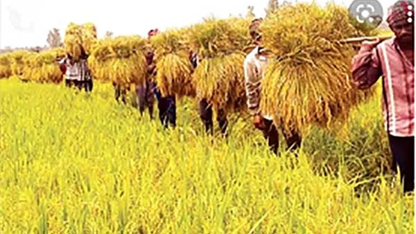 চট্টগ্রামে আমন ধান: উৎপাদন ভালো ॥ ন্যায্যমূল্য নিয়ে শঙ্কা