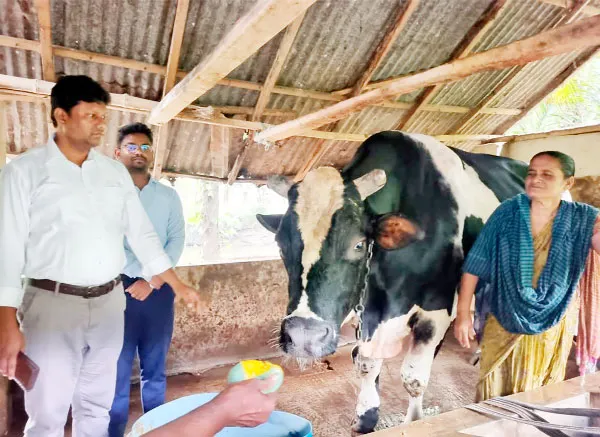 ডুমুরিয়ার রাজা মানিককে গোয়াল ঘর ভেঙে বের করতে হবে