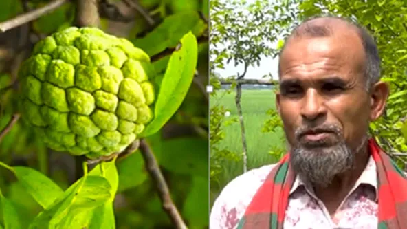 শরিফা চাষ করে সফল কুষ্টিয়ার কৃষক জালাল উদ্দিন
