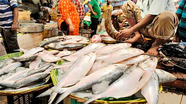 মাধবদীতে সরবরাহ বাড়ার পরও ইলিশের কেজি ২ হাজারের বেশি