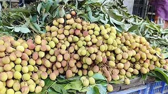 বাজারে অপরিপক্ক লিচুর ছড়াছড়ি, বাড়ছে স্বাস্থ্যঝুঁকি