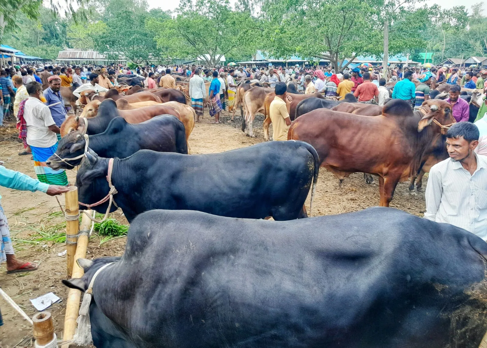 লালমনিরহাটে জমে উঠেছে কুরবানির পশুর হাট