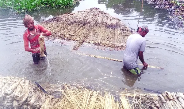 ধুনটে পাটের আঁশ ছাড়াতে ব্যস্ত চাষিরা