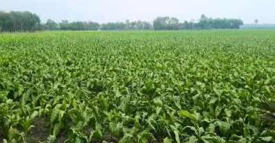 মাগুরায় তামাক চাষ বৃদ্ধি পাওয়ায় স্বাস্থ্য ঝুঁকি