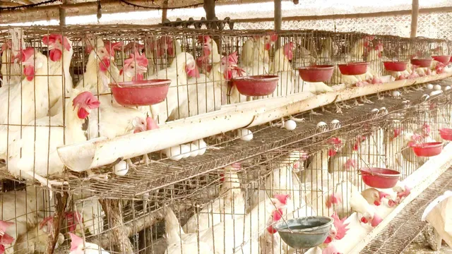 উৎপাদন ব্যয় বেশি হওয়ায় টিকতে পারছেনা রাজশাহীর পোলট্রি শিল্প