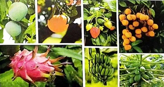 বদলে যাচ্ছে বরেন্দ্রের কৃষিচিত্র