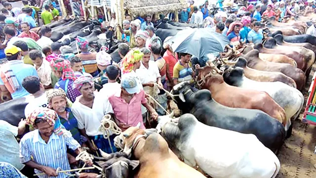 রাজশাহীতে দেশি গরুই প্রধান আকর্ষণ ভারত থেকে আমদানির প্রয়োজন নেই
