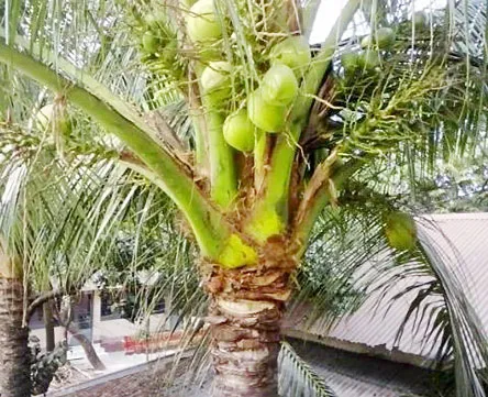 সাতক্ষীরায় ডাব ও নারিকেলের অর্থনৈতিক গুরুত্ব বেড়েছে