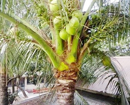 Satkharia