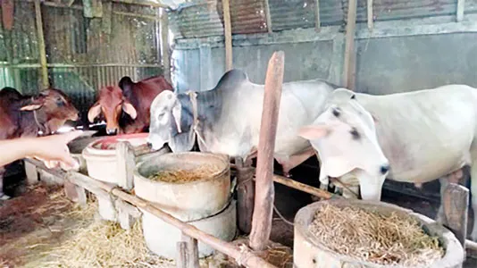 ভূরুঙ্গামারীতে কুরবানির জন্য প্রস্তুত ৩২ হাজার পশু