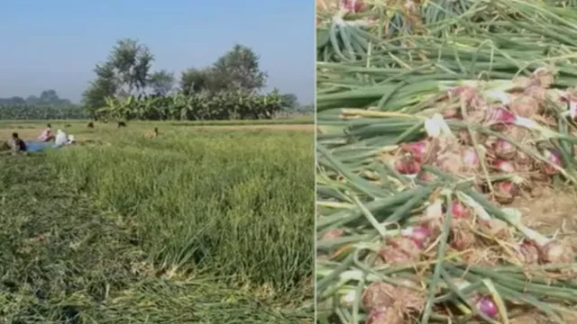 কুমারখালীর পেঁয়াজ চাষিরা ভালো ফলন, দামে অখুশি