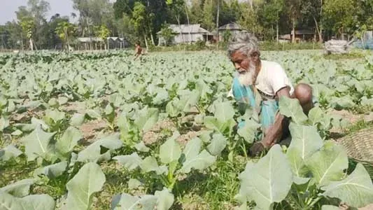 ঘাটাইলে দেউলিয়ার পথে সবজি চাষিরা