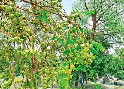সুন্দরবনের কেওড়া স্বাস্থ্য পরিবেশ ও অর্থনীতির ক্ষেত্রে অপার সম্ভাবনা