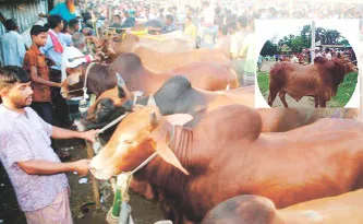 বাঁশখালীতে কুরবানির জন্য প্রস্তুত অর্ধ-লক্ষাধিক পশু