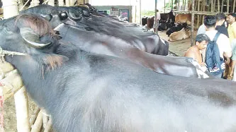 ফটিকছড়ির কুরবানির হাটে মহিষের আমদানি দৃষ্টি কাড়ছে