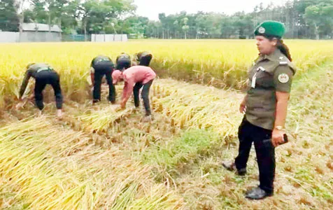 পাংশায় স্বেচ্ছাশ্রমে দরিদ্র কৃষকের ধান কেটে সহযোগিতা করলো আনসার ভিডিপি